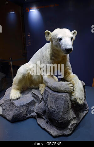 Preseved spécimen de l'ours polaire Knut, (Ursus maritimus), musée d'histoire naturelle, Berlin, Allemagne Banque D'Images