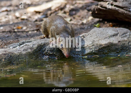 Du Nord un passereau (Dicaeum belangeri) provenant d'un verre dans une piscine des forêts dans l'ouest de la Thaïlande Banque D'Images