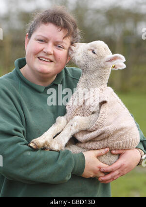 Cavalier laineux pour orphelins lamb Banque D'Images