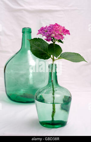 L'hortensia fleur dans un bol en verre sur fond blanc froissé Banque D'Images