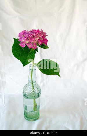 L'hortensia fleur dans un bol en verre sur fond blanc froissé Banque D'Images