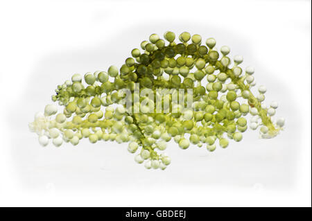 Les raisins de la mer ou vert caviar. macro d'aliments au studio shot Banque D'Images