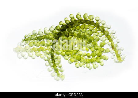 Les raisins de la mer ou vert caviar. macro d'aliments au studio shot Banque D'Images