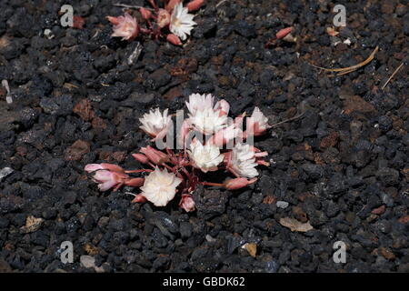 En fleurs fleurs Bitterroot en été sur la roche volcanique de la région de cratères de la Lune Park, New York Banque D'Images