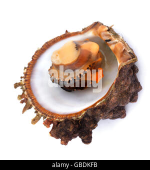 Les fruits de mer crus dans ouvert shell. Isolé sur fond blanc. Banque D'Images