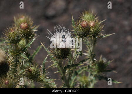 Hooker's Thistle flower avec bee qui fleurit en été sur la roche volcanique de la région de cratères de la Lune Park, New York Banque D'Images