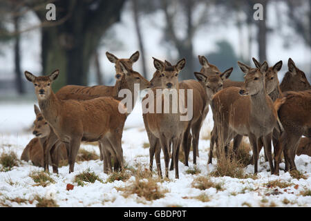 Temps d'hiver. Cerf dans la neige à Wollaton Park, dans le tinghamshire. Banque D'Images