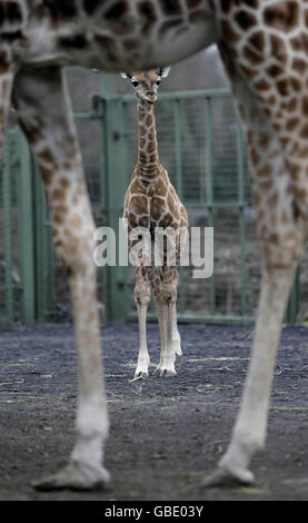 Girafe.Un Giraffe de six semaines a été officiellement nommé Neema (signifiant prospère en swahili) aujourd'hui au zoo de Dublin. Banque D'Images