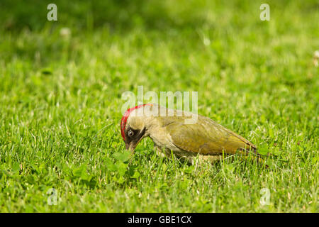 Pic vert européen féminin (Picus viridis) à chercher de la nourriture à Francfort, Allemagne. Banque D'Images