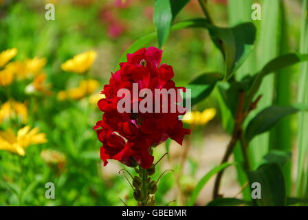 Snapdragon Antirrhinum majus, fleur Banque D'Images