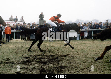 - Course de Chevaux Gold Cup de Cheltenham Banque D'Images