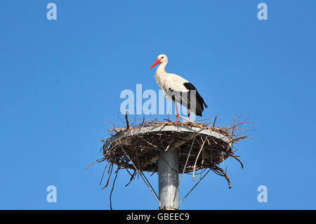 Stork européenne nichant sur une structure métallique Banque D'Images