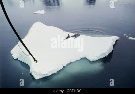 Géographie / voyage, Antarctique, Weddell Seal sur une floe, 1967, droits additionnels-Clearences-non disponible Banque D'Images