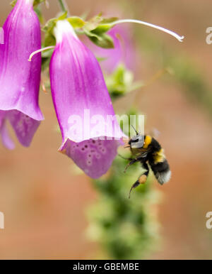 Bumblebee (bombus) débarquant sur une fleur pourpre de rendgant (Digitalis purpurea) Banque D'Images