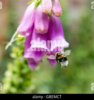 Bumblebee (bombus) sur le rengant violet (digitalis purpurea) Banque D'Images