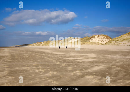 La plage, les dunes, Egmond aan Zee, Egmond, Hollande du Nord, Pays-Bas / Hollande Banque D'Images