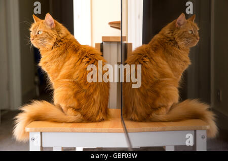 Un chat de gingembre assise sur une table avec son reflet dans un téléviseur à écran plat. Banque D'Images