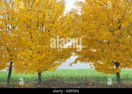 Feldahorn, Acer campestre, Visbek Niedersachsen, Deutschland, Banque D'Images