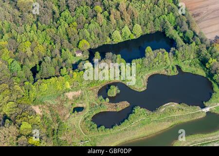 Hopener Fischteiche, Wald, Lohne, Landkreis Vechta, Niedersachsen, Deutschland Banque D'Images