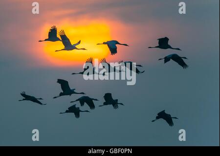 Ziehende Kraniche vor Sonnenuntergang, Niedersachsen, Deutschland (Grus grus) Banque D'Images