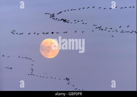 Ziehende Kraniche Vollmond vor, Niedersachsen, Deutschland (Grus grus) Banque D'Images