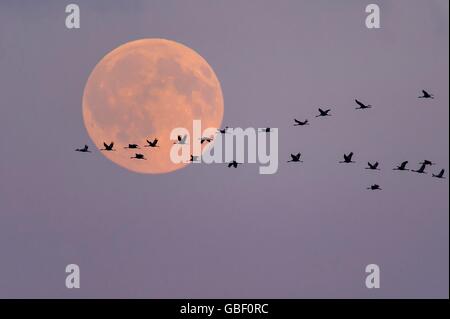 Ziehende Kraniche Vollmond vor, Niedersachsen, Deutschland (Grus grus) Banque D'Images