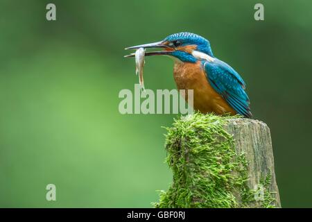 Erbeutetem Optimize mit Fisch, Niedersachsen, Deutschland (Alcedo atthis) Banque D'Images