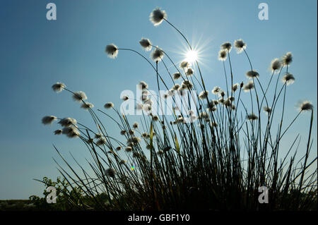 Le lièvre-queue de linaigrettes, Basse-Saxe, Allemagne / (Eriophorum vaginatum) / Cottonsedge à buttes de linaigrettes, gaine, Banque D'Images