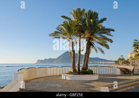 Palmiers, plage, promenade, lumière du matin, Altea, Costa Blanca, Province d'Alicante, Espagne, Europe Banque D'Images