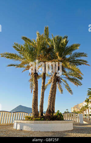 Palmiers, plage, promenade, lumière du matin, Altea, Costa Blanca, Province d'Alicante, Espagne, Europe Banque D'Images