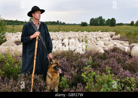 Berger avec troupeau de moutons domestiques et Diepholzer Moorniederung, alsacien, Basse-Saxe, Allemagne / Moorland Sheep , Berger Allemand Banque D'Images