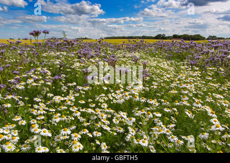 Phacelia tanacetifolia mauve et camomille sur marge sur le terrain en été Banque D'Images