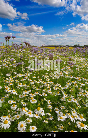 Phacelia tanacetifolia mauve et camomille sur marge sur le terrain en été Banque D'Images