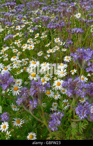 Phacelia tanacetifolia mauve et camomille sur marge sur le terrain en été Banque D'Images