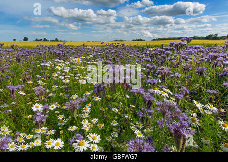 Phacelia tanacetifolia mauve et camomille sur marge sur le terrain en été Banque D'Images