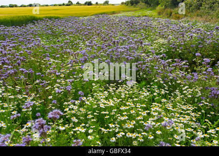 Phacelia tanacetifolia mauve et camomille marge sur le terrain Banque D'Images