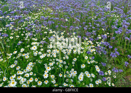 Phacelia tanacetifolia mauve et camomille marge sur le terrain Banque D'Images