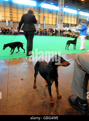 Un Manchester Terrier attend son tour au National Exhibition Centre de Birmingham pour le premier jour de Crufts 2009, NEC, Birmingham . Banque D'Images