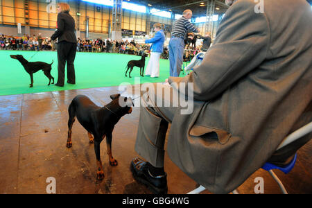 Crufts 2009 Banque D'Images