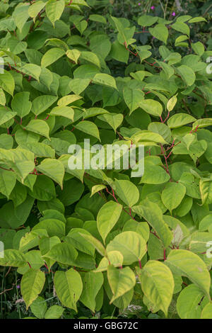 Concept d'espèces envahissantes. La renouée du Japon Fallopia japonica / site dans une zone de bord, Cornwall. Banque D'Images