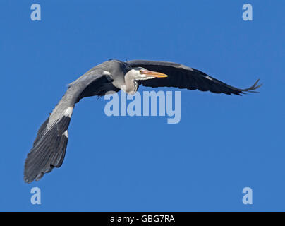 Héron cendré (Ardea cinerea), volant, vue de l'avant, Blackpool, Royaume-Uni Banque D'Images