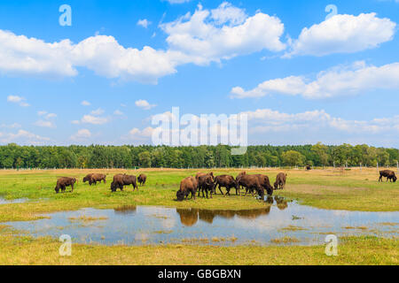 Troupeau de bisons l'eau potable et le pâturage sur les herbages, Pologne Banque D'Images