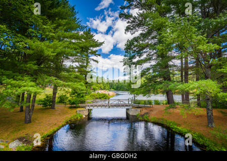 Bridge et de pins, à Bear Brook State Park, New Hampshire. Banque D'Images