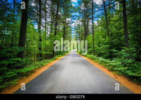 Route à travers une forêt à Bear Brook State Park, New Hampshire. Banque D'Images