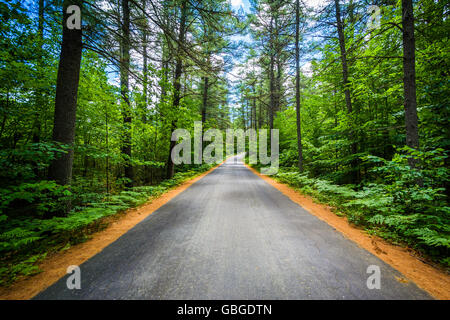 Route à travers une forêt à Bear Brook State Park, New Hampshire. Banque D'Images