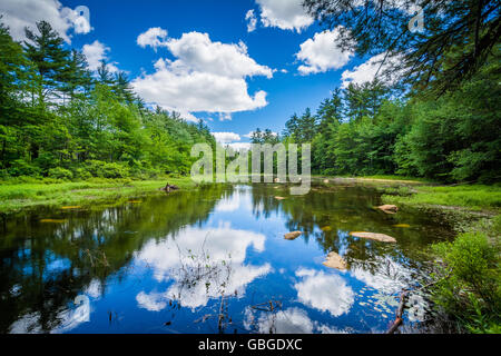 Petit étang à Bear Brook State Park, New Hampshire. Banque D'Images