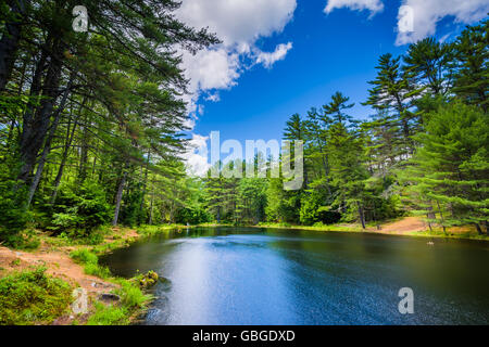 Le Tir à l'étang à Bear Brook State Park, New Hampshire. Banque D'Images