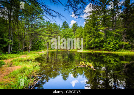 Le Tir à l'étang à Bear Brook State Park, New Hampshire. Banque D'Images