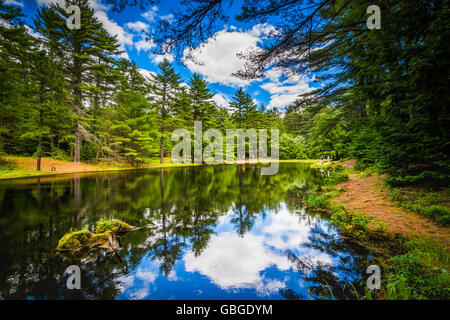 Le Tir à l'étang à Bear Brook State Park, New Hampshire. Banque D'Images