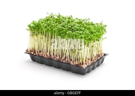 Cress sprouts isolated on white Banque D'Images